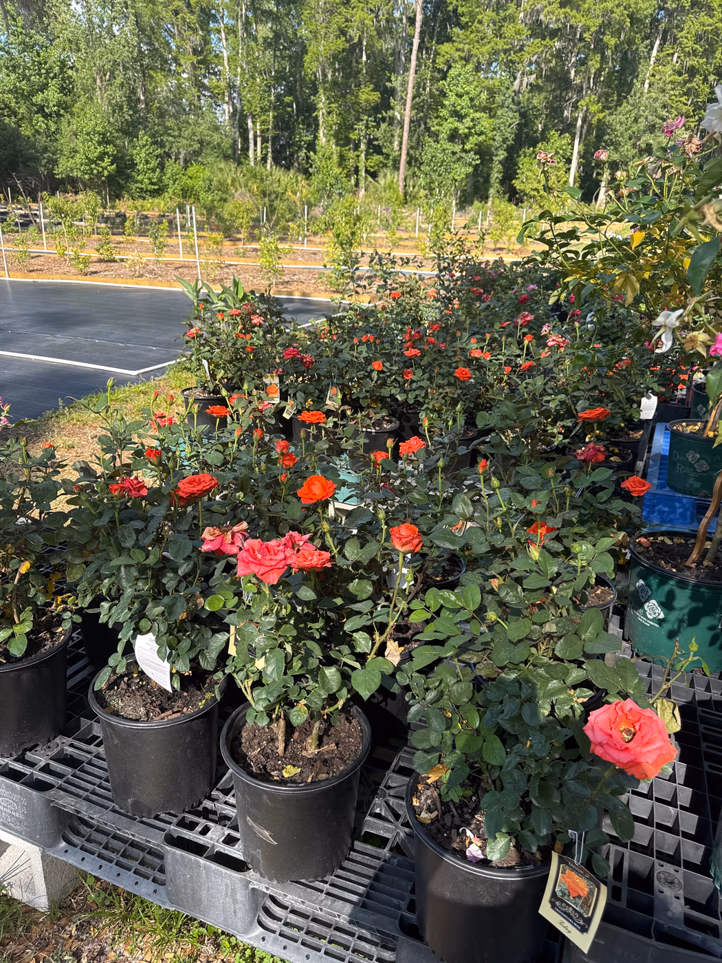 Amie’s Garden Cafe