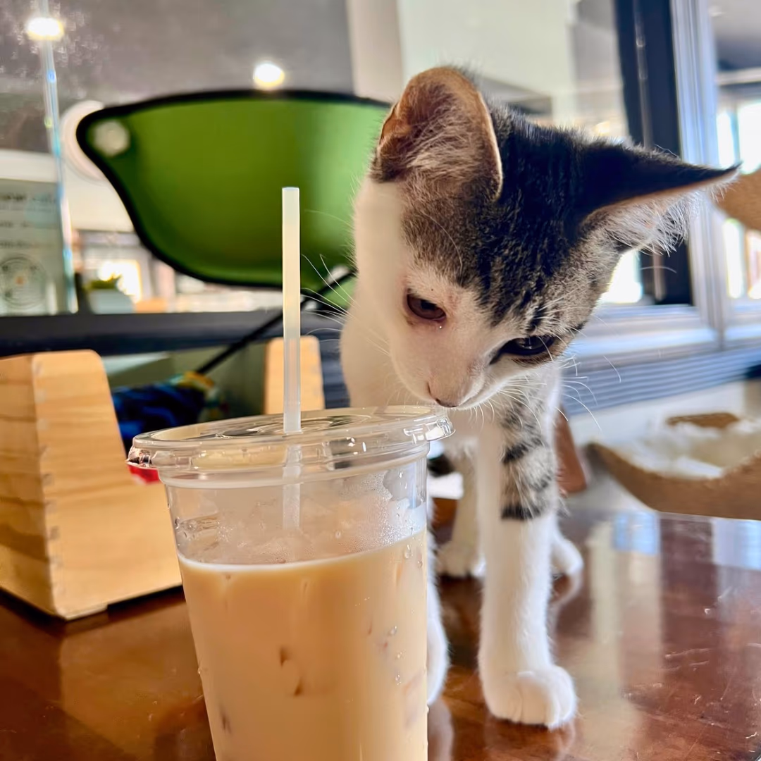 Aristocat Cafe + Tea House photo 2