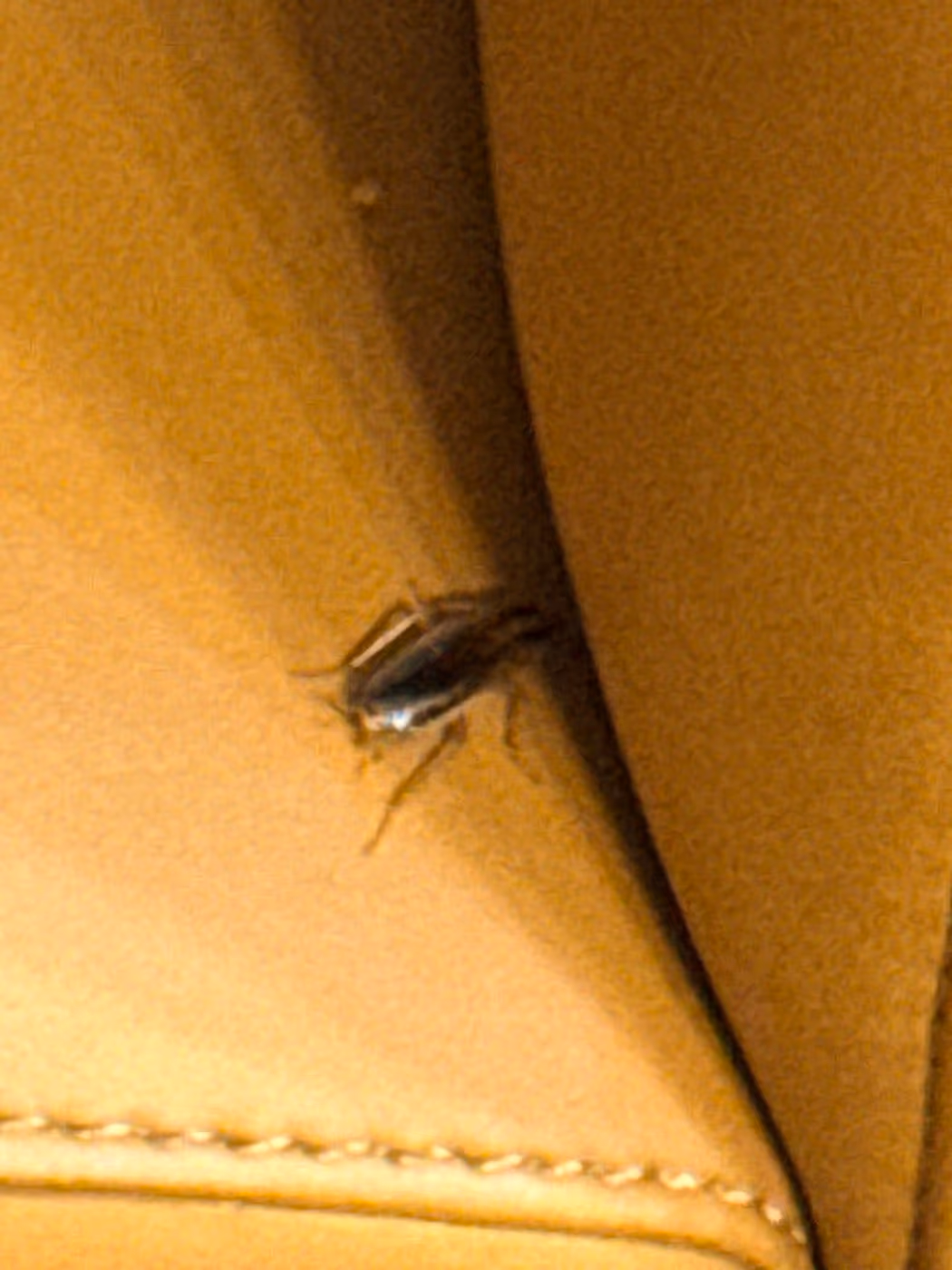 Atlantic Buffet photo 4