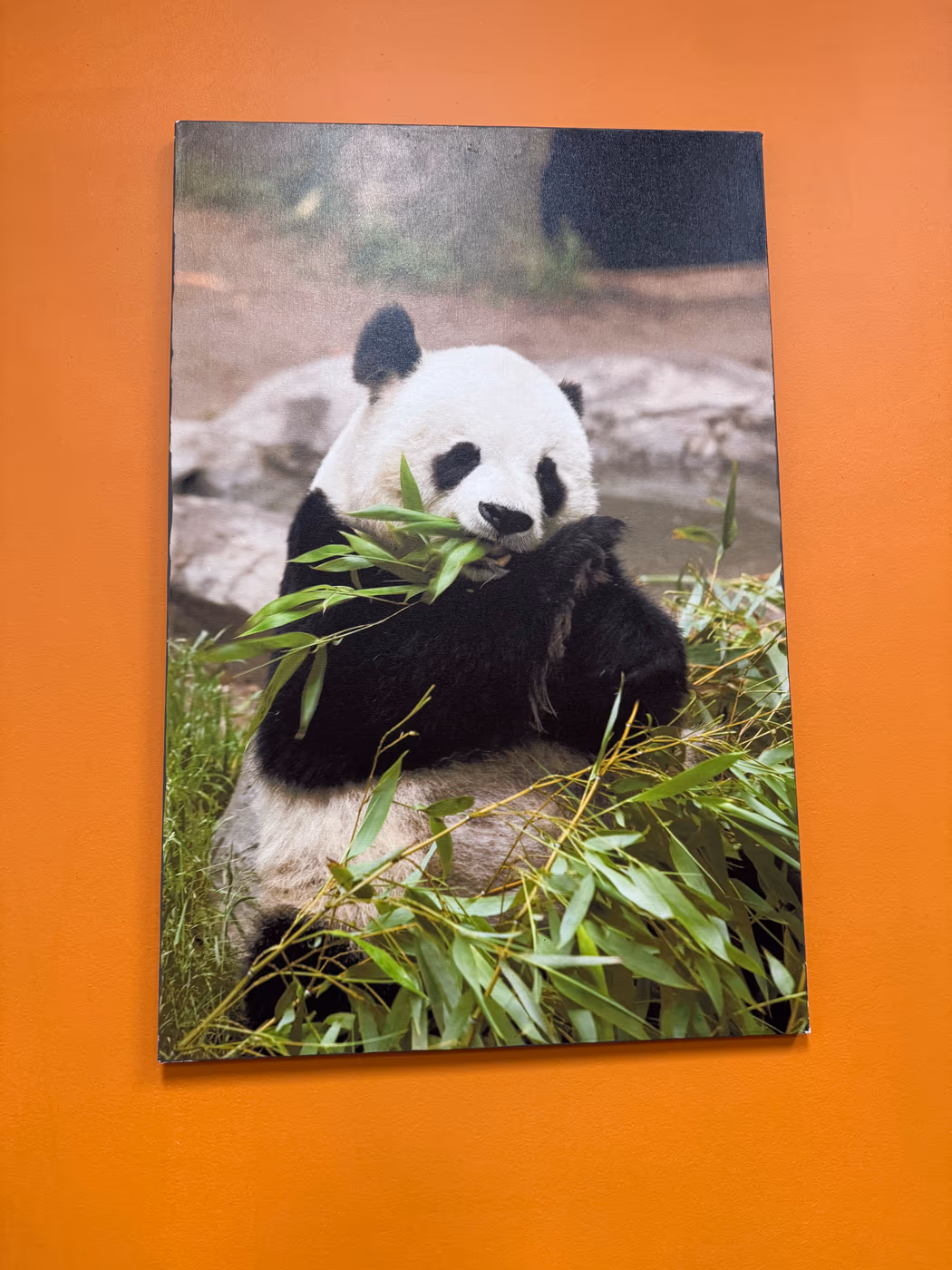 Bambu photo 2