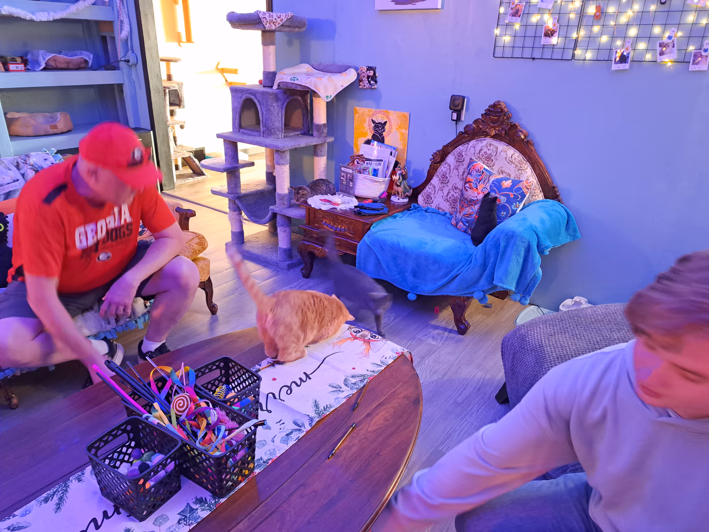 BaristaCats Café & Sanctuary for Wayward Cats photo 3