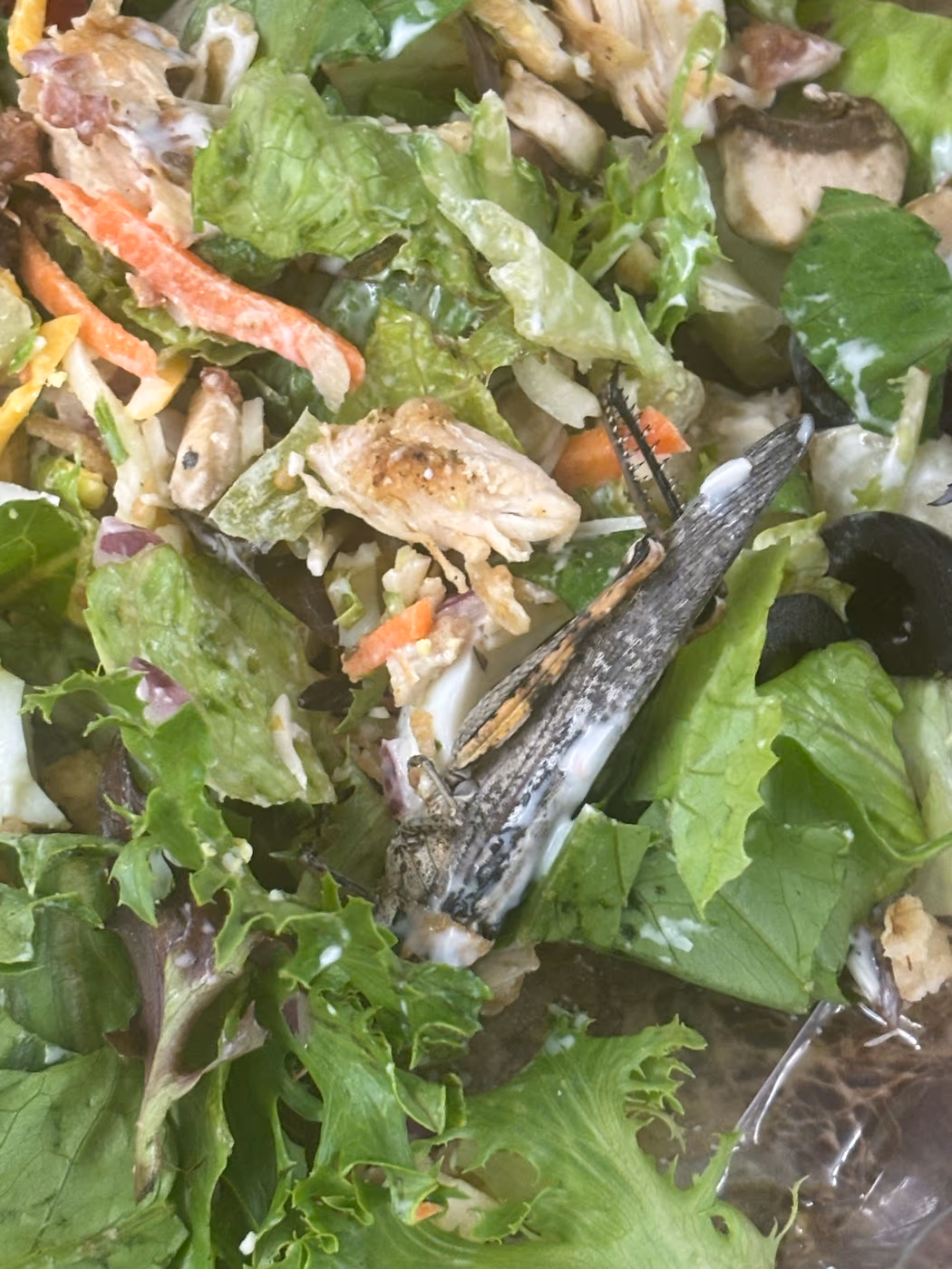 Big Ass Salads