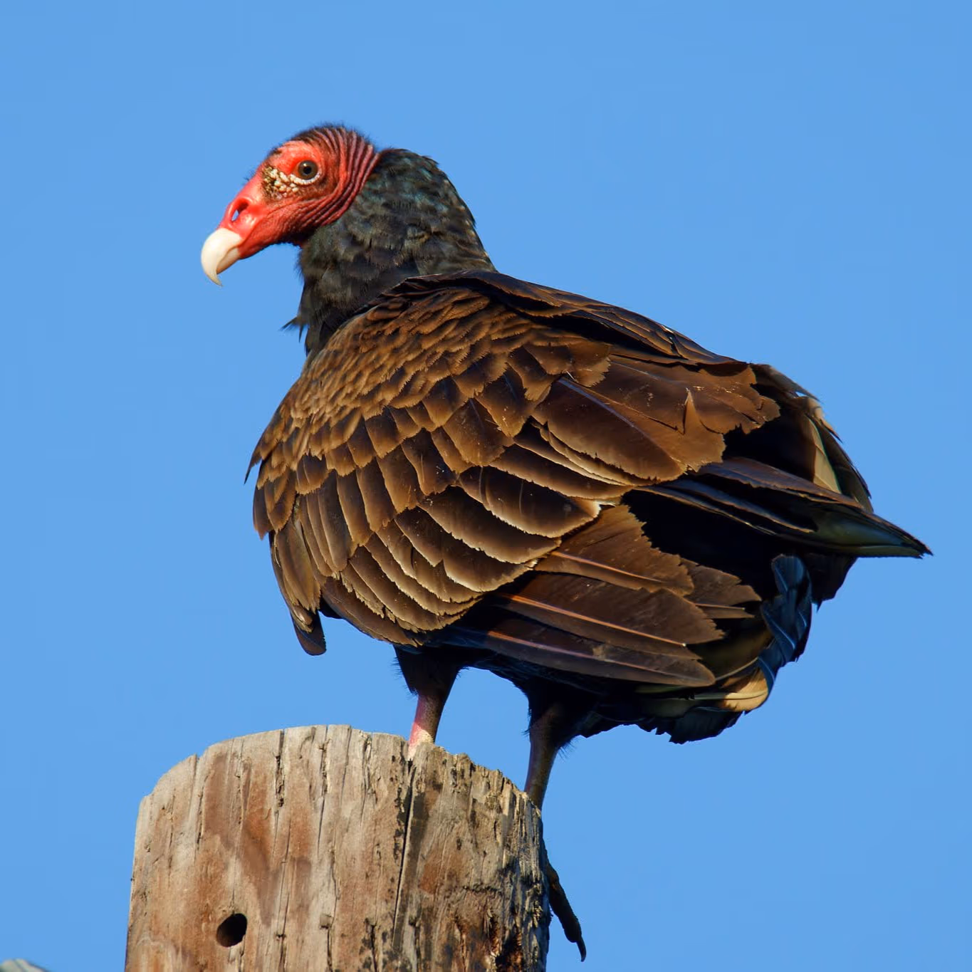 Cafe 1217