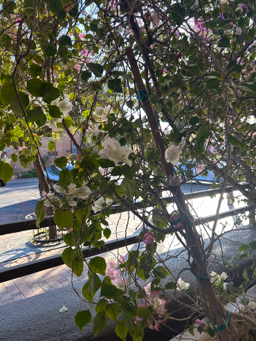 Caffe Boa TEMPE photo 2