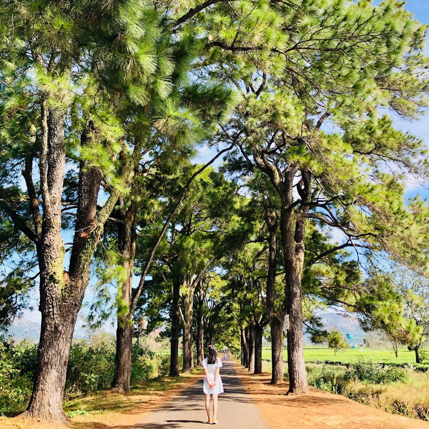 Cơm chay Tâm Phúc photo 3