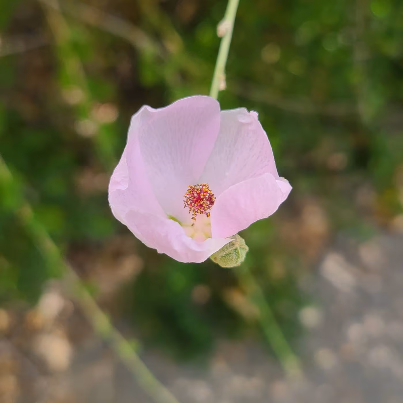 Covina Tasty photo 2