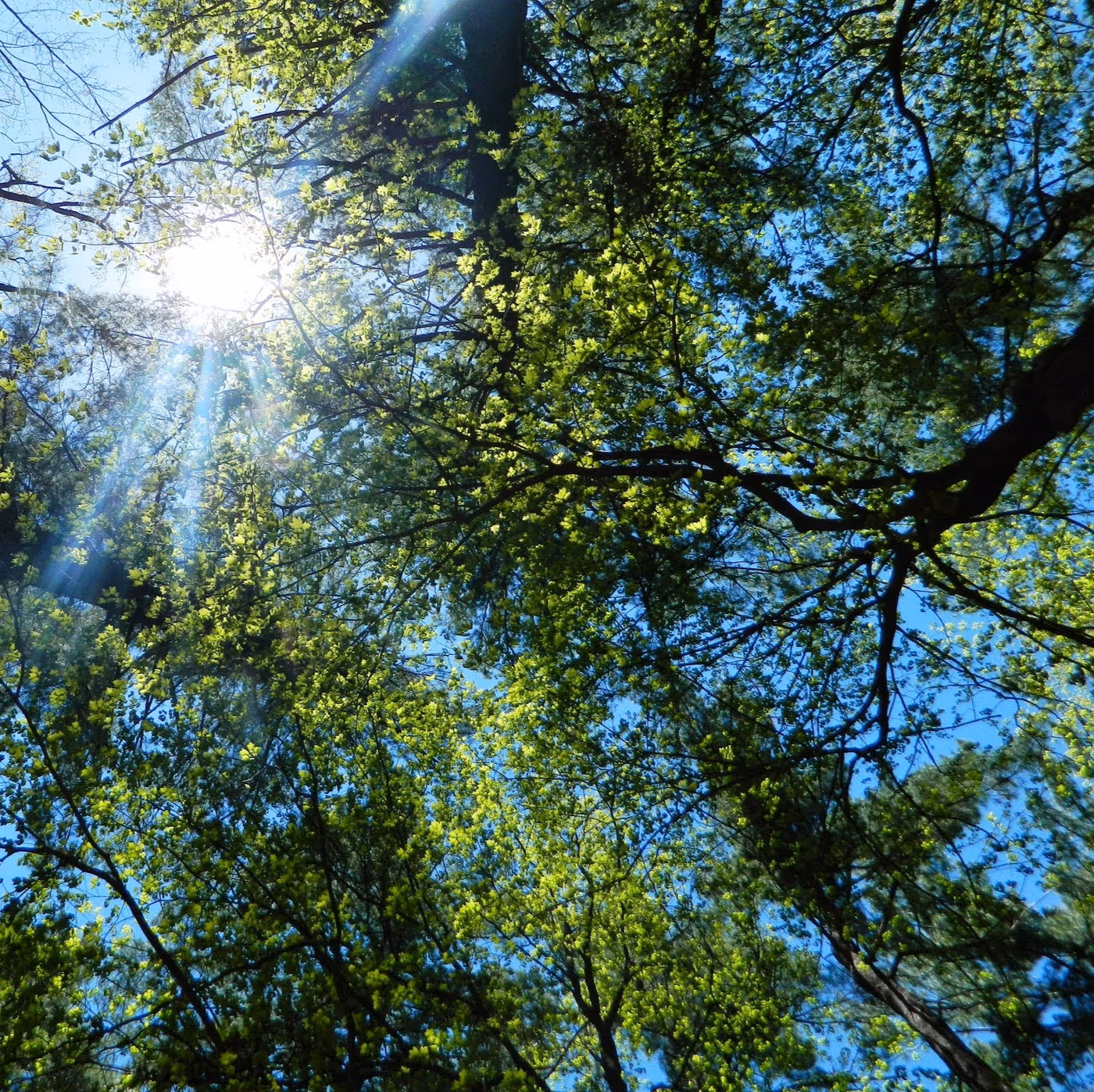Crisp and Green