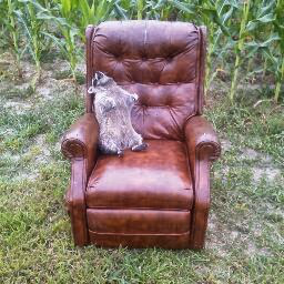 Disco Chicken photo 3