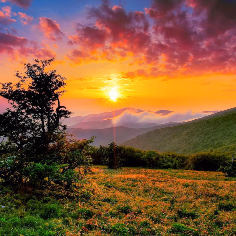 Greeneville Graze photo 3