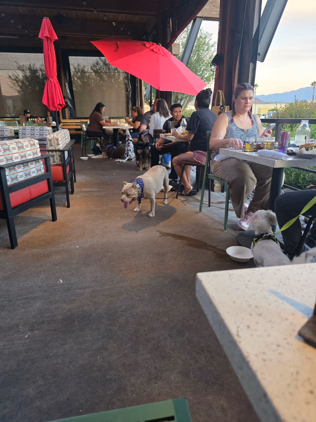 Lazy Dog Restaurant & Bar photo 4