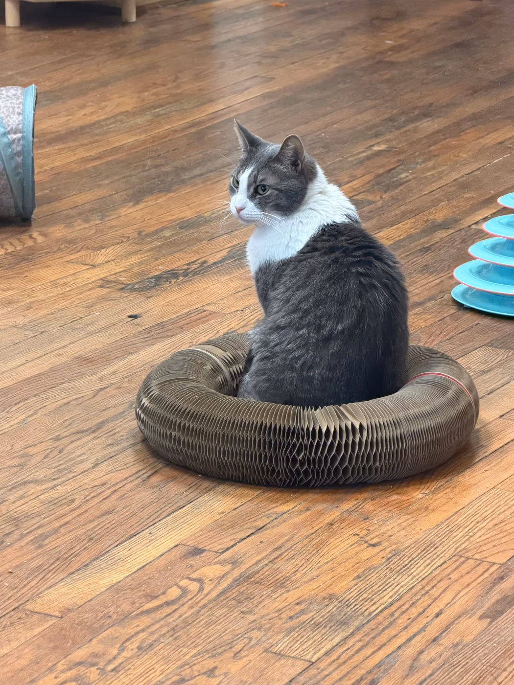 Luna Cat Cafe photo 4