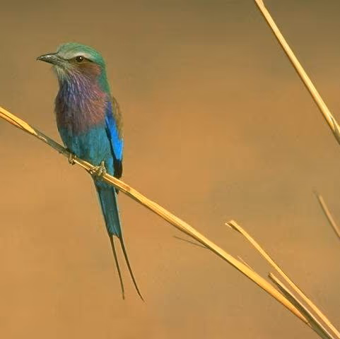 MoMoMandu photo 2