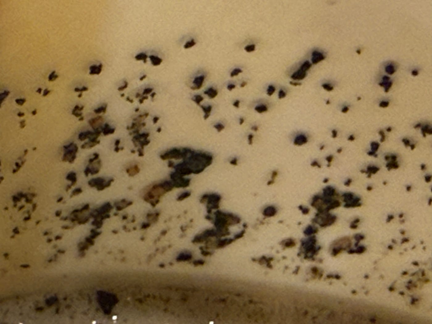 Nishiki Ramen photo 4