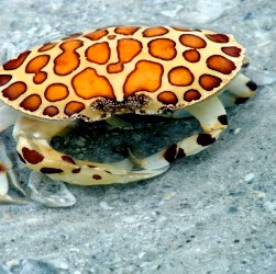 Nutcase Vegan Organics photo 2