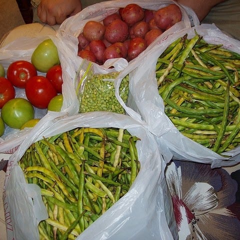 Plantaqueria