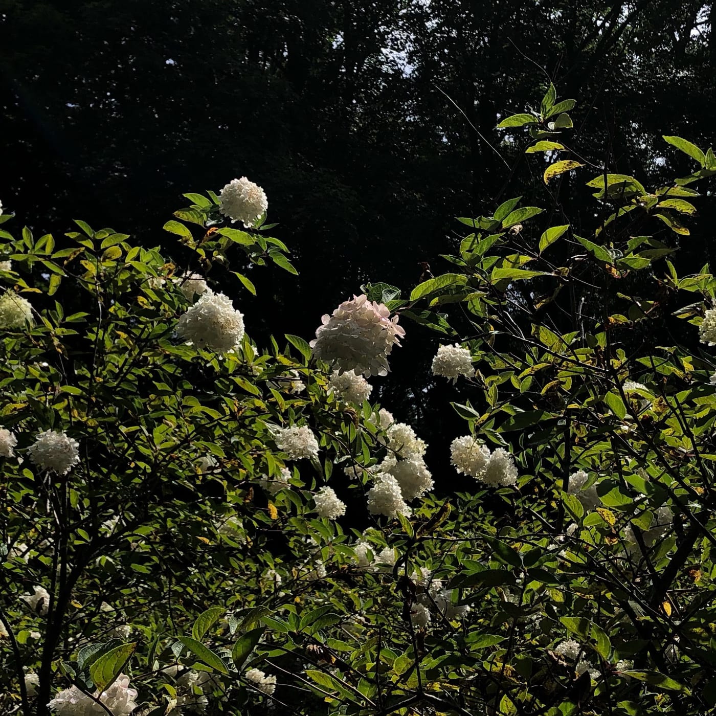 Plantiful Capitol Hill photo 3