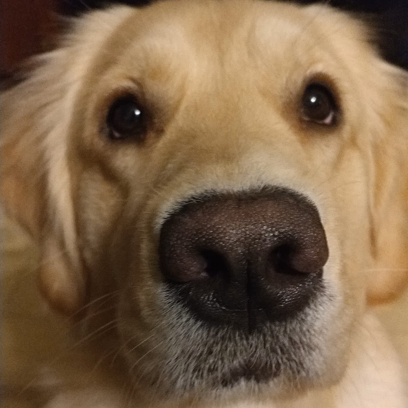Señor Luna photo 4