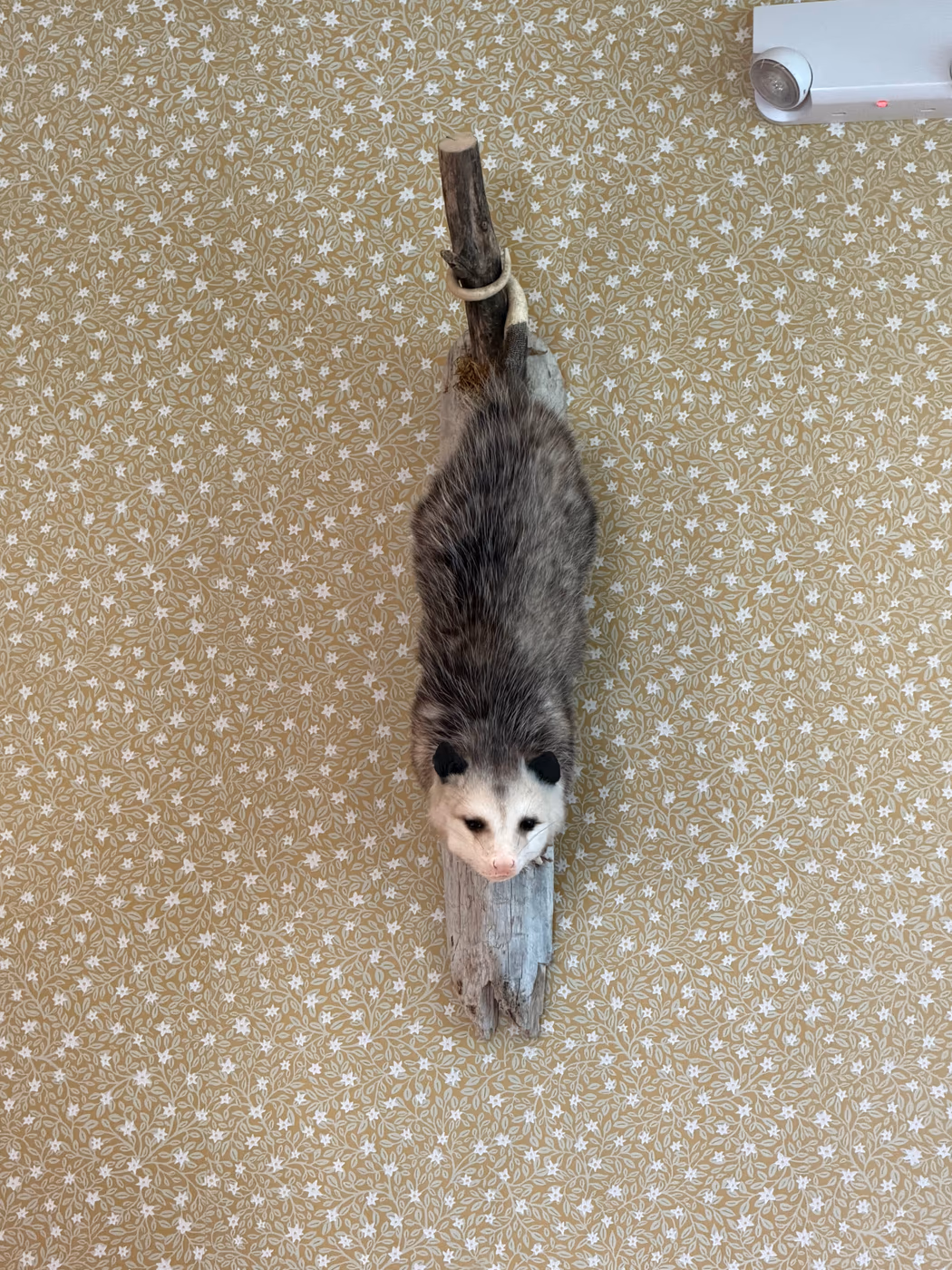 Sleepy Opossum Cafe photo 2