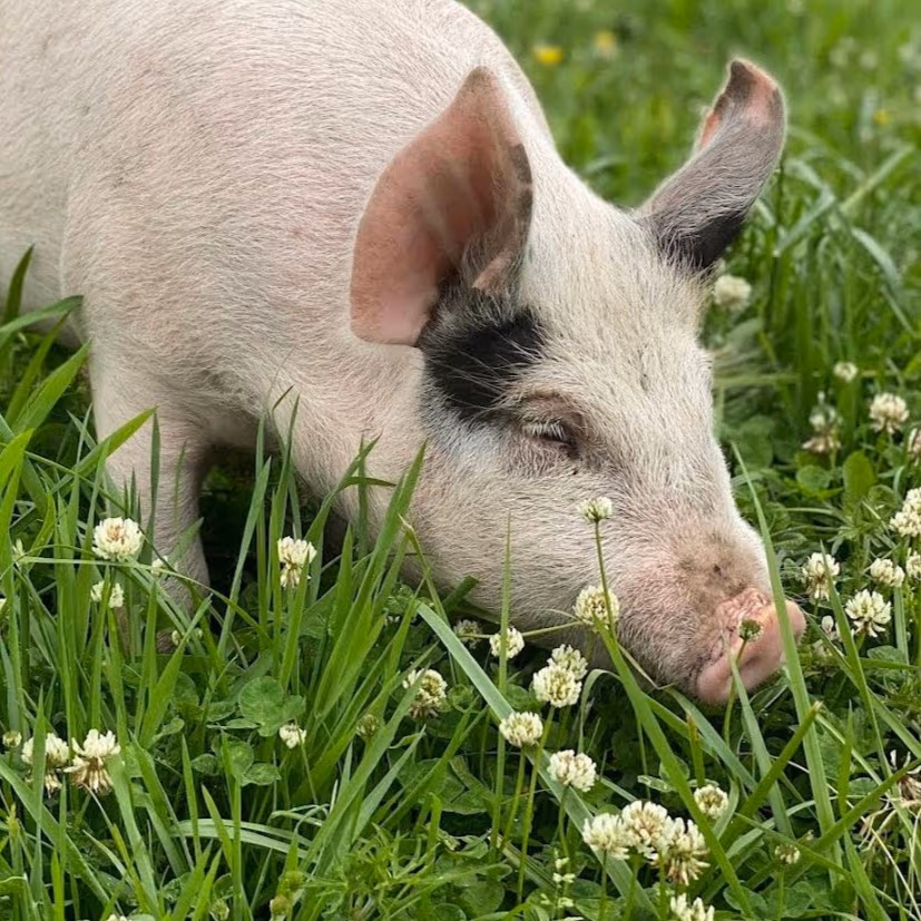 Thai House Restaurant