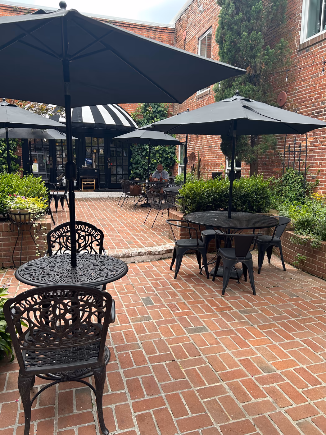 The Ivy