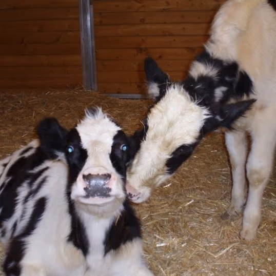 The Joyful Vegan photo 2